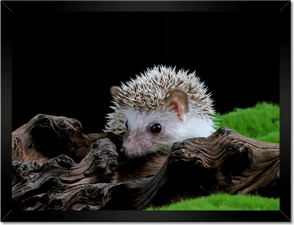 Poszterek keretben 40x30 Sündisznó a zöld mohán