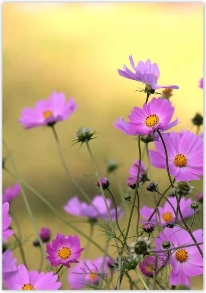 Poszterek 70x100 Finom virágok a réten