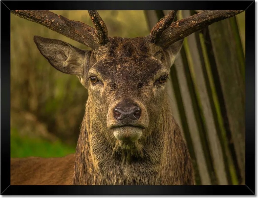 Poszterek keretben 40x30 Szarvas tekintet