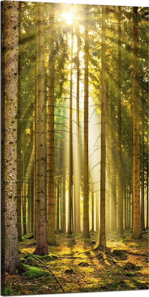 Vászonkép Erdő Fák Nap Természet Tavasz 60x120 cm