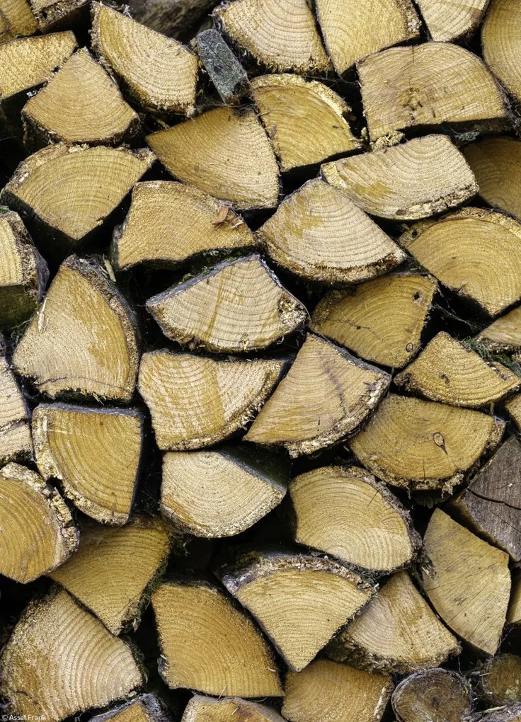 Poszter 20,5x28,4cm Fa rönkök, Assaf Frank