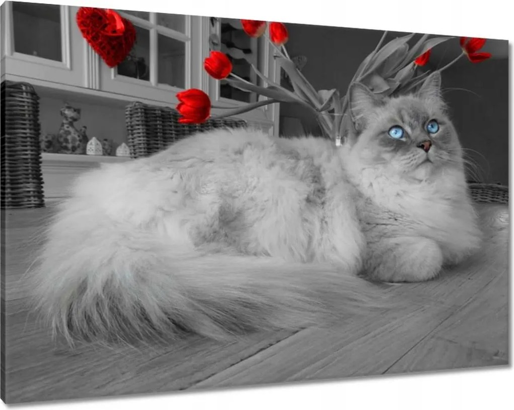 Vászonkép 100x70 Ragdoll macska