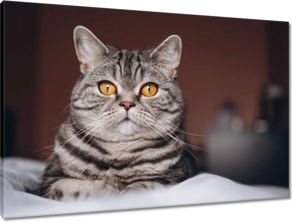Vászonkép 90x60 Cica
