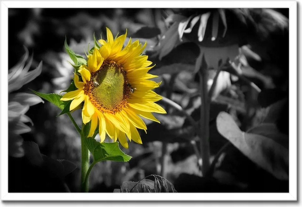 Poszterek keretben 60x40 Napraforgó