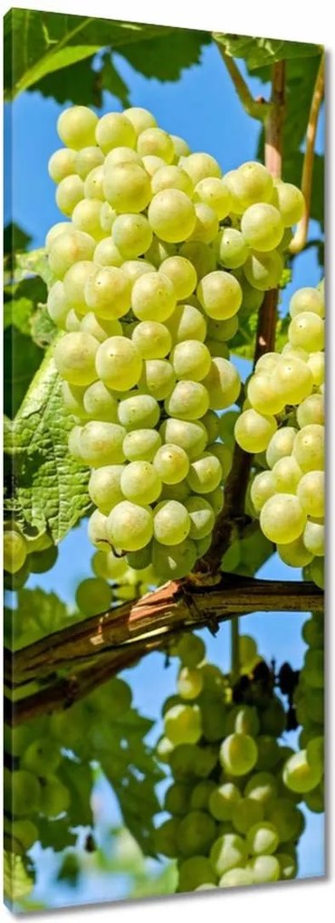 Vászonkép 40x100 Zöld szőlő