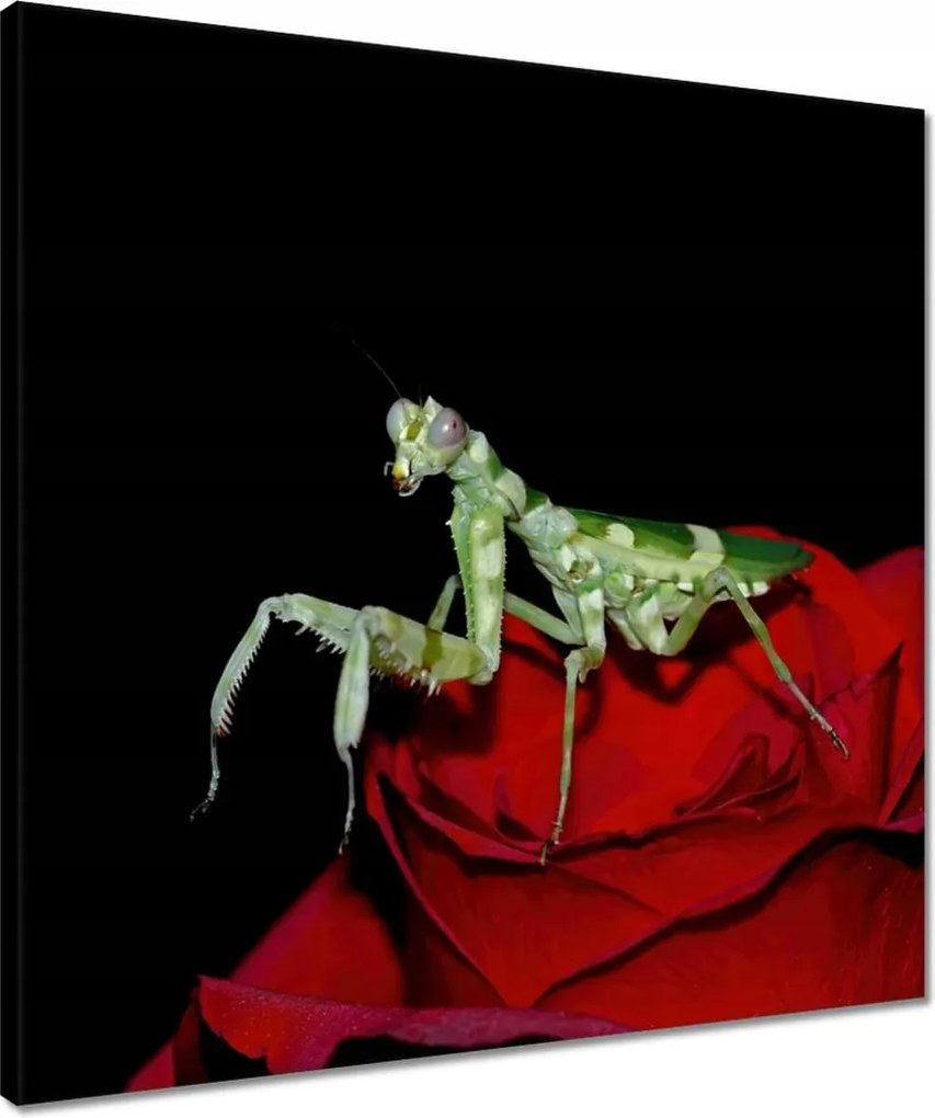 Vászonkép 50x50 Sáska piros virág