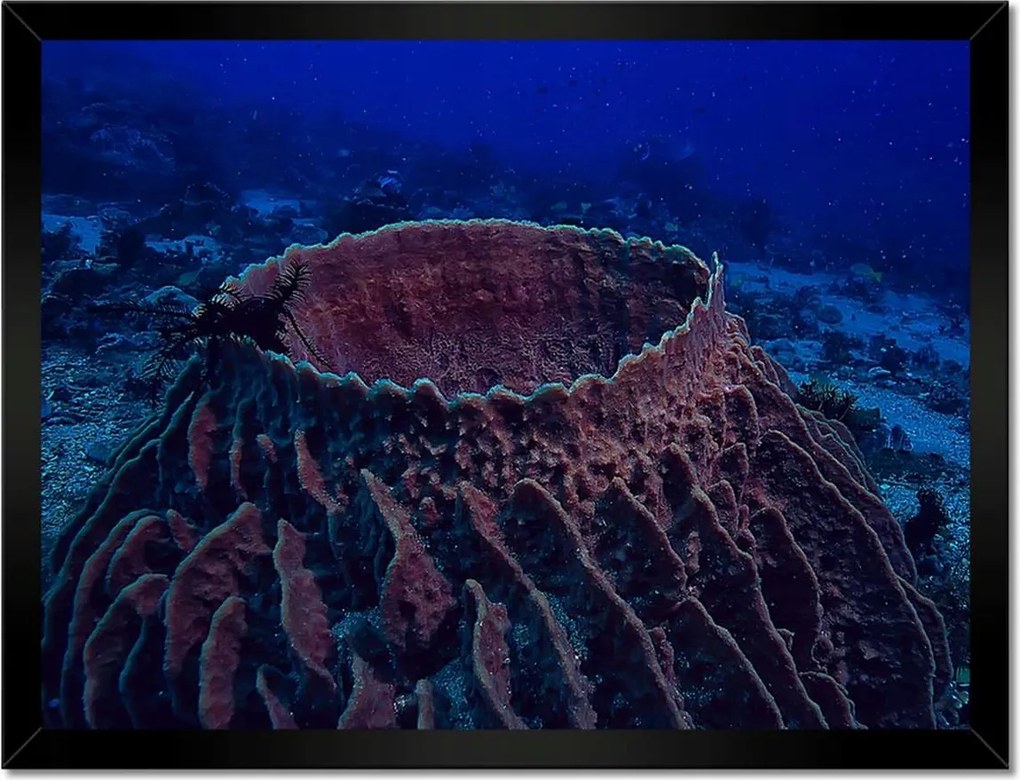 Poszterek keretben 40x30 Víz alatti tengeri élet