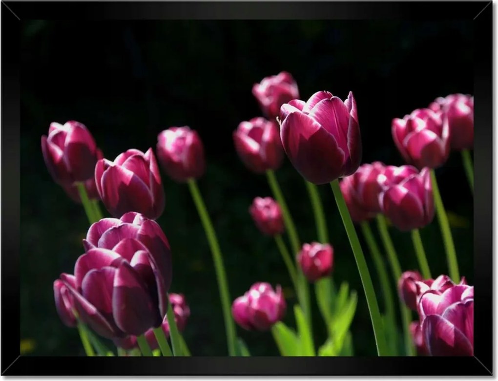 Poszterek keretben 40x30 Lila tulipánok