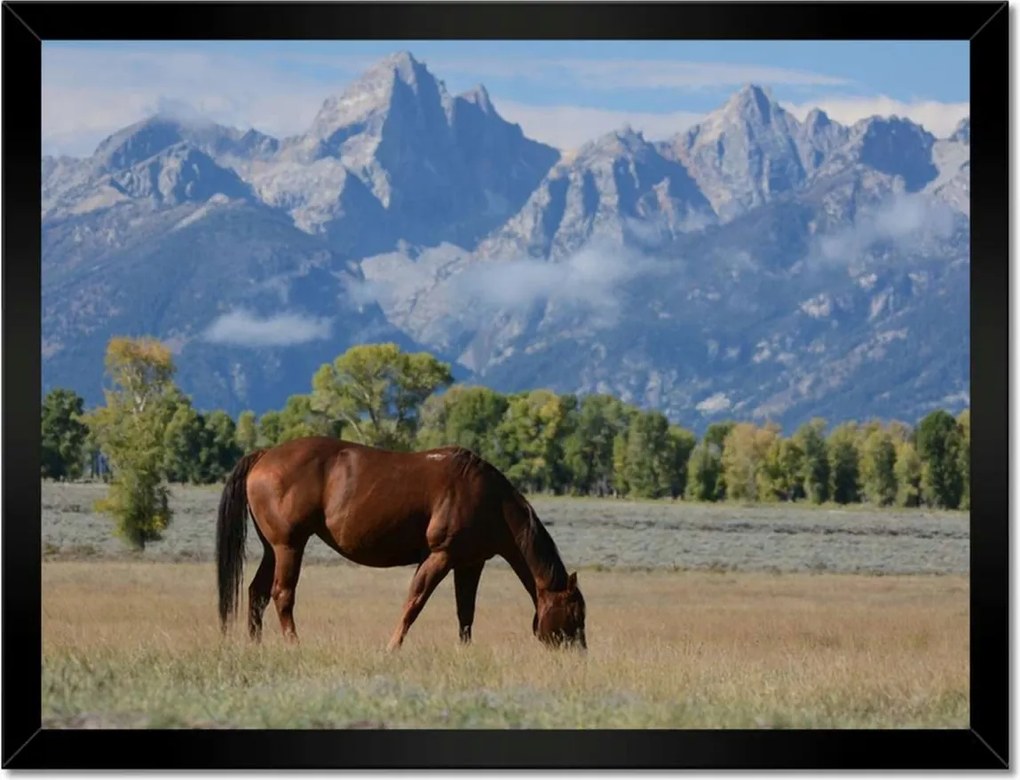 Poszterek keretben 40x30 Ló a prérin