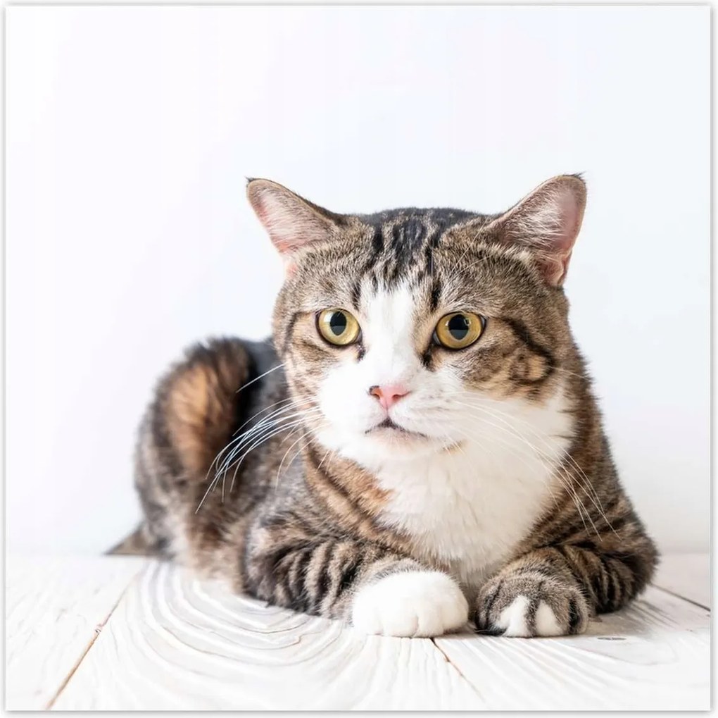 Poszterek 100x100 Cica Cicák Macskák