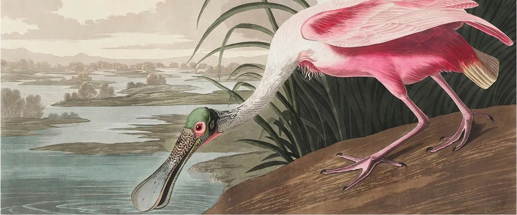 Flizelin tapéta Divatos 3D fali ragasztó Egzotikus madár 250x104 Ragasztó