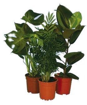 ZÖLDNÖVÉNY MIX 80-90 CM CS: 17 CM FICUS, SCHEFFLERA, CROTON, DRACAENA