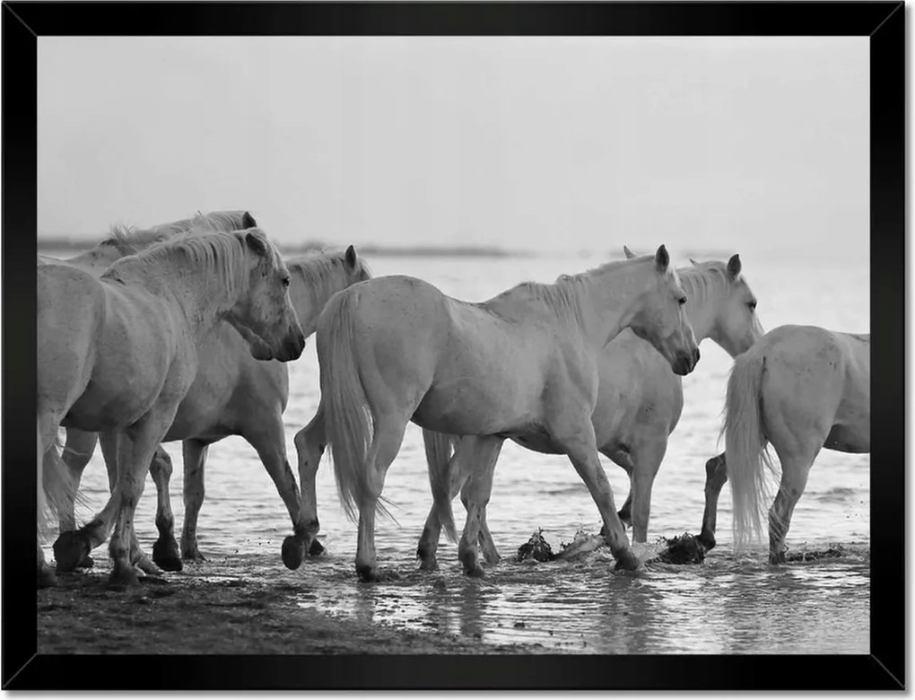 Poszterek keretben 40x30 Lovak