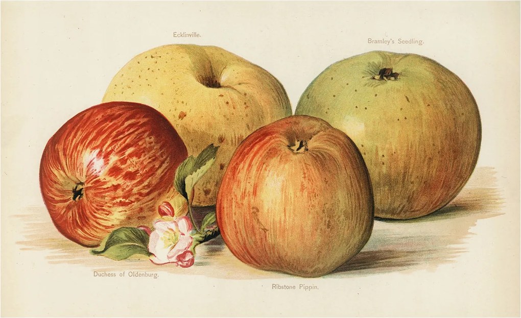 Flizelin tapéta Divatos 3D fali ragasztó Alma virágok 416x254 ragasztó