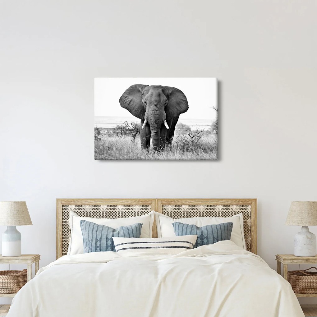 Kép - Afrikai elefánt II. (90x60 cm)
