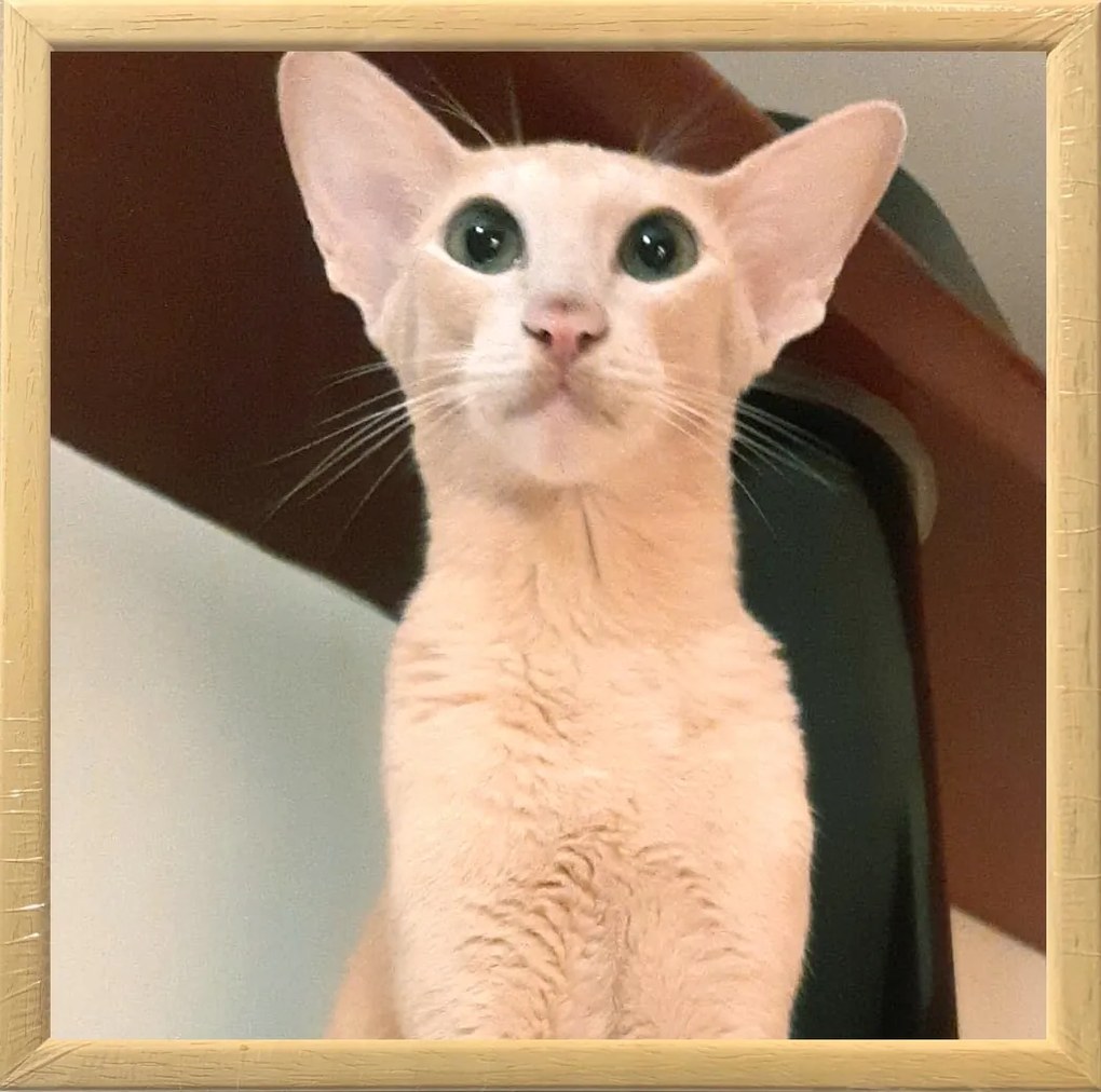 Fotókeret 15X15 Cm-es Képekhez, Fa, Szett, Természetes Fa Szín