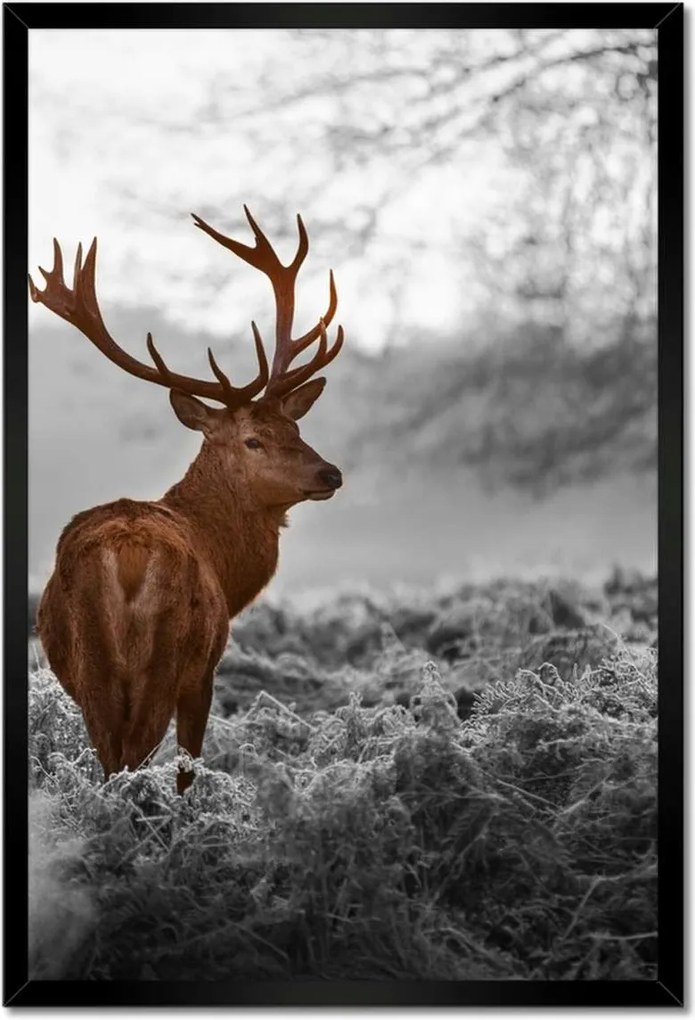 Poszterek keretben 40x60 Méltóságteljes szarvas szarvakkal