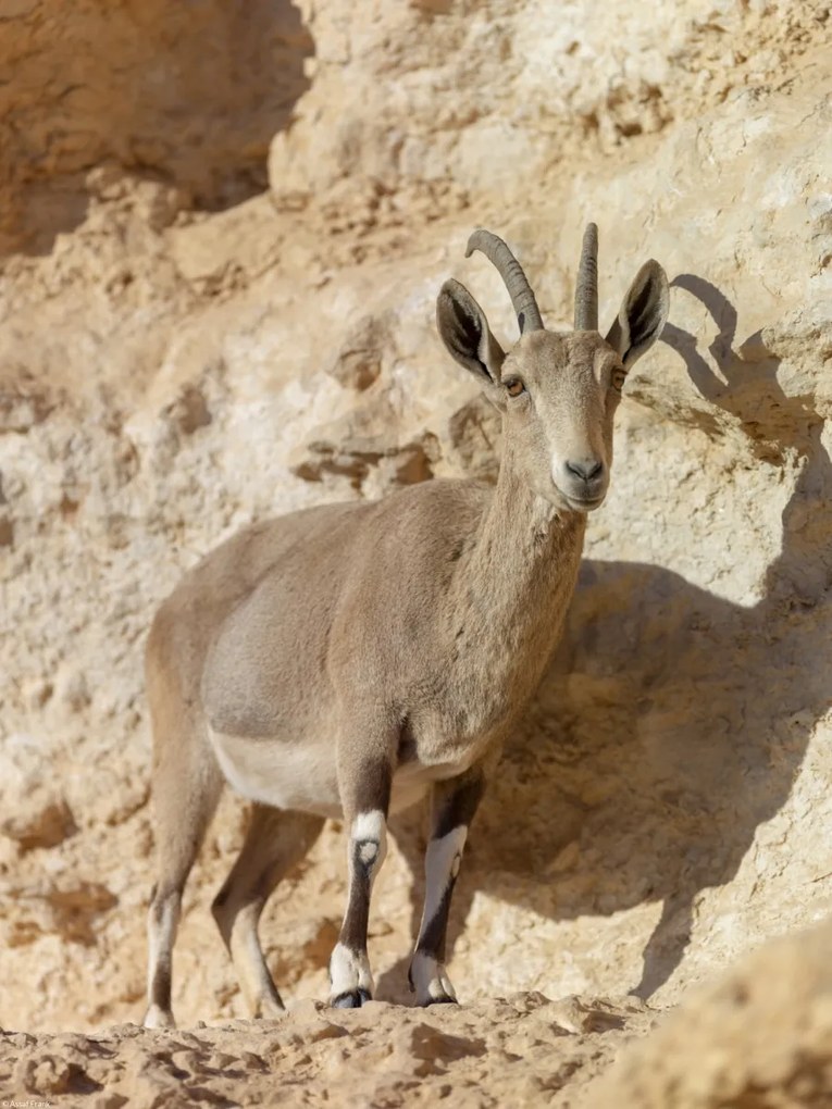 Poszter 30x40cm Nubiana Ibex 7, Assaf Frank