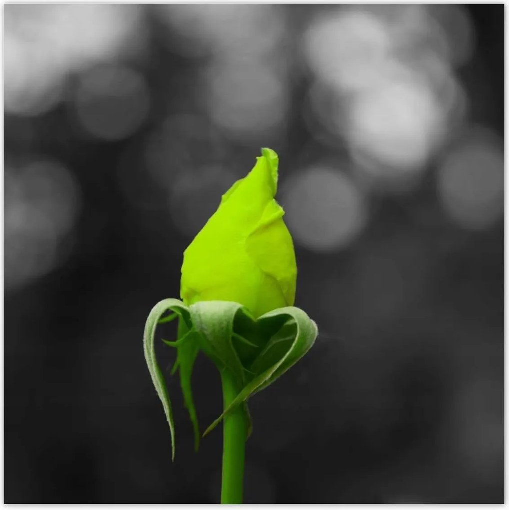 Poszterek 100x100 Lime rózsa