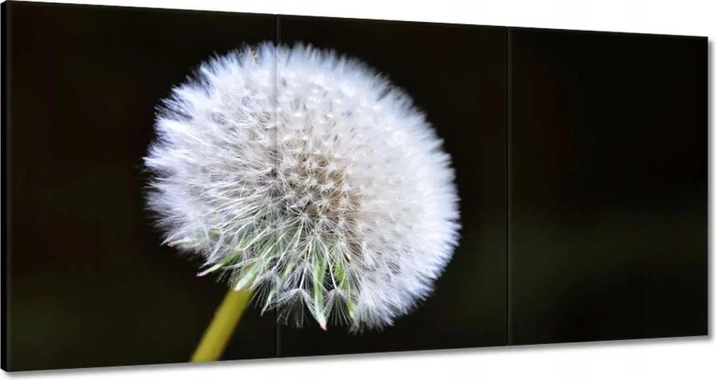 Vászonkép 60x30 Pitypang Virág Virágok