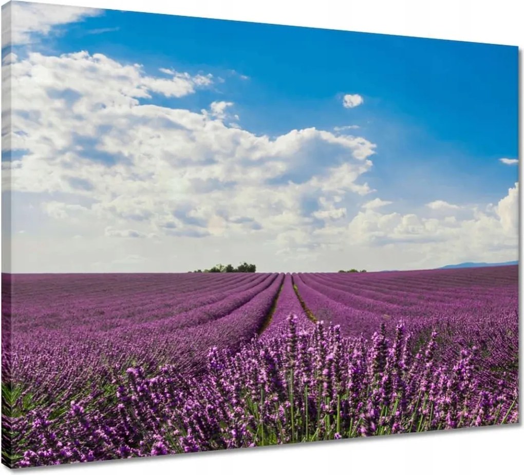 Vászonkép 50x40 Levendulamező Levendula