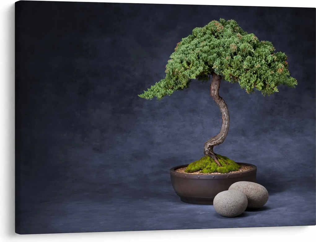 Kép - Bonsai (70x50 cm)