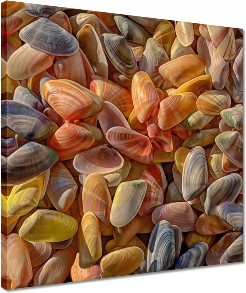 Vászonkép 40x40 Színes kagylók nyomtatás