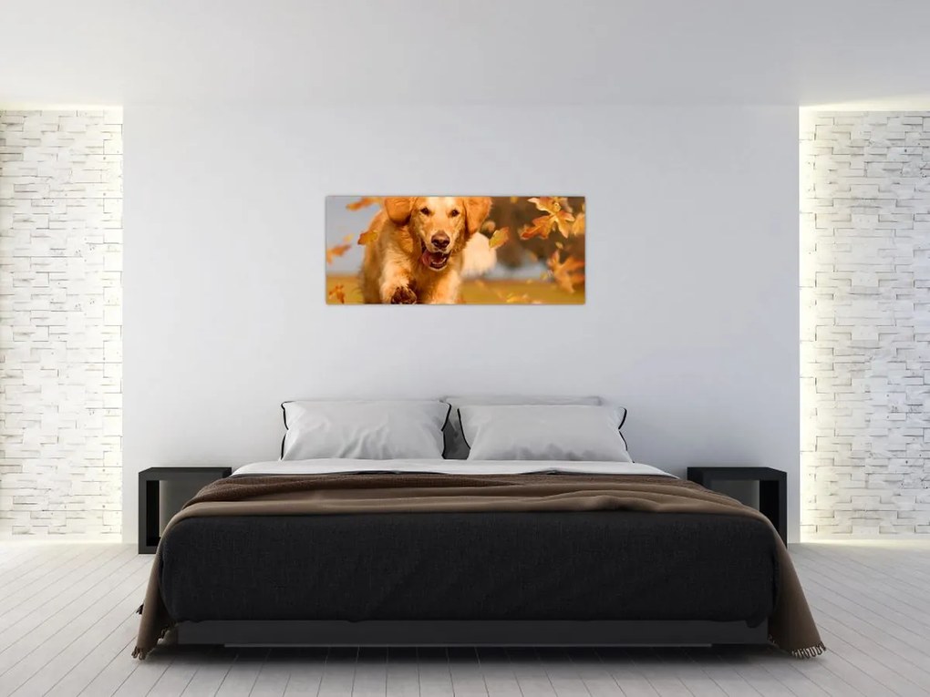 Kép - Golden Retriever (120x50 cm)