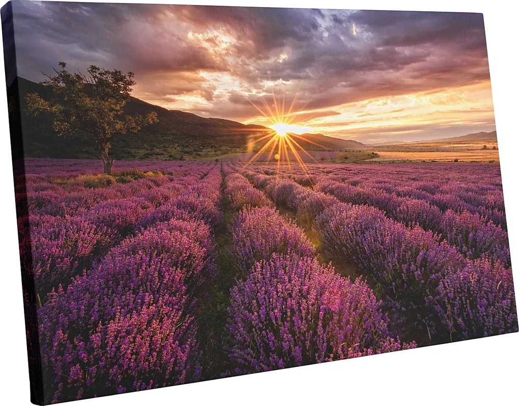 Levendula virágok vászonkép Modern falikép 120x80