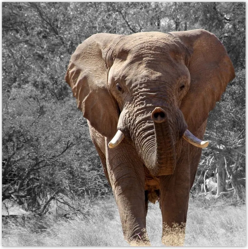 Poszterek 140x140 A nagy elefánt