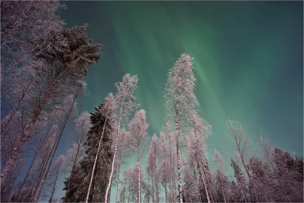 Az aurora borealis képe fagyos fák felett (90x60 cm)