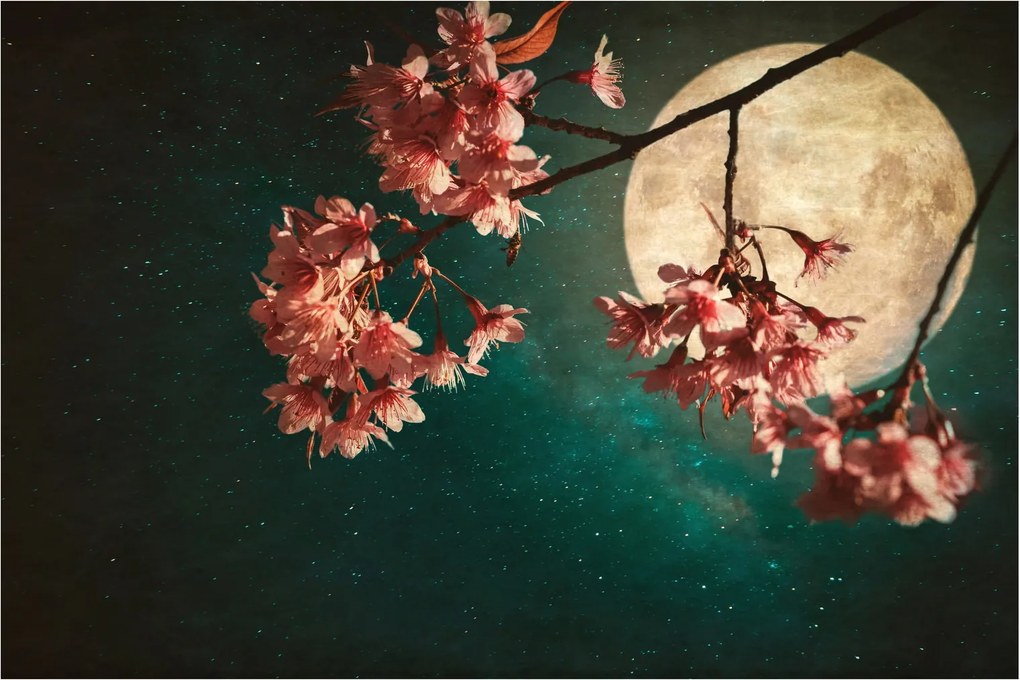 Kép - Sakura teliholdkor (90x60 cm)