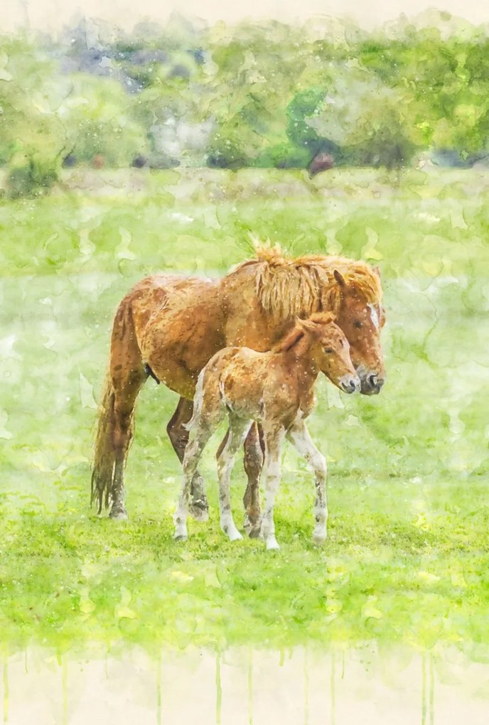 Poszter 61x90,5cm Ló és csikó 2, Assaf Frank