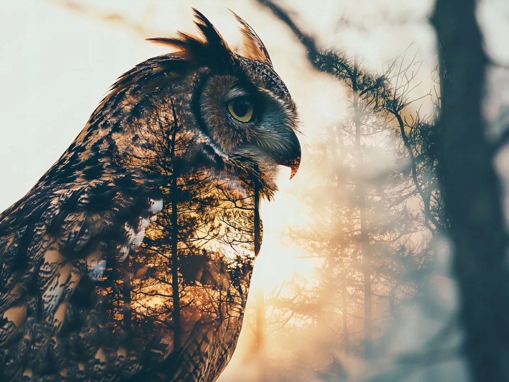 Poszter 20x15cm Bagoly szellem