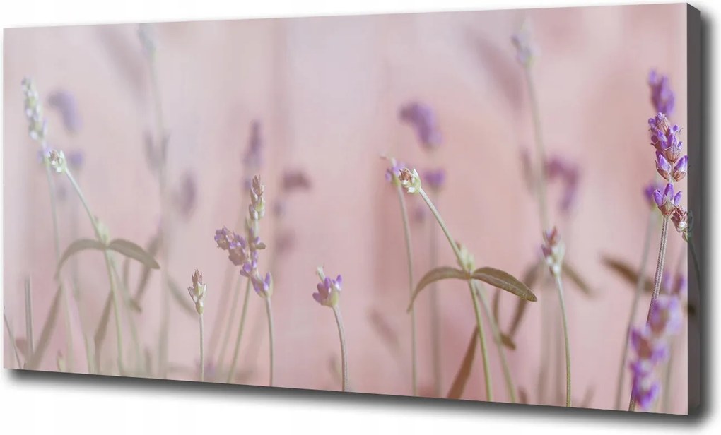Canvas falikép Levendula 120x60 cm