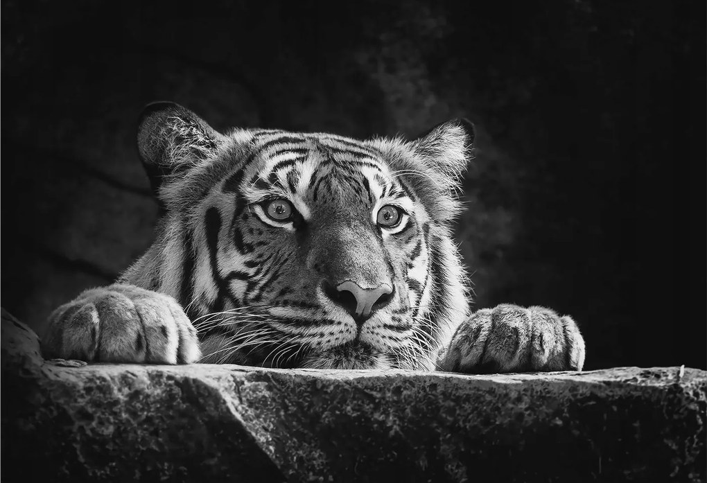 Fali fotótapéta Flizelin az étkezőbe Ragadozó tekintet 152x104