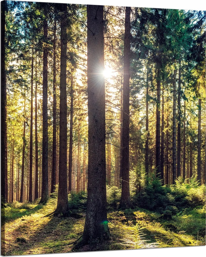 Vászonkép Erdő Nap Fák Tavasz Reggel 80x100 cm