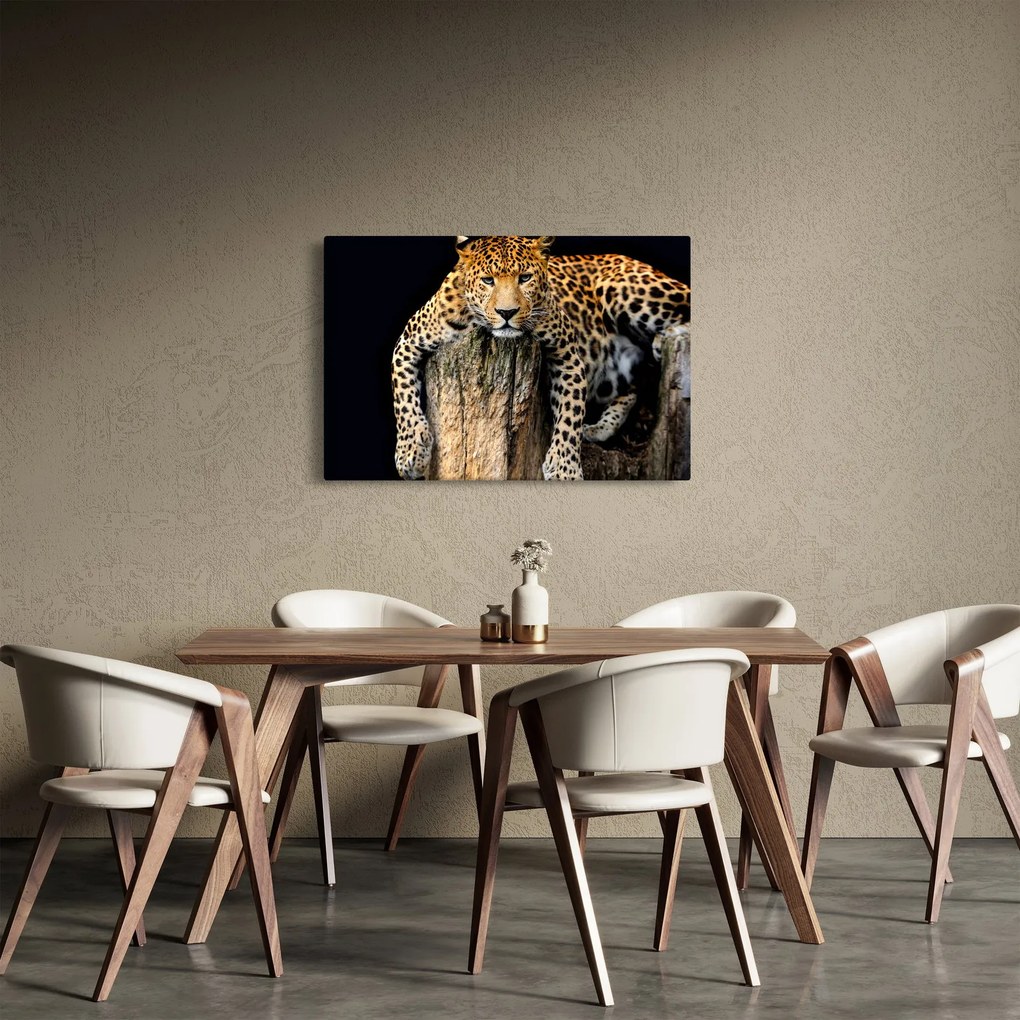 Kép - Gepárd (90x60 cm)