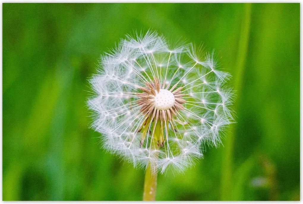 Poszterek 120x80 Pitypang Virág Virágok