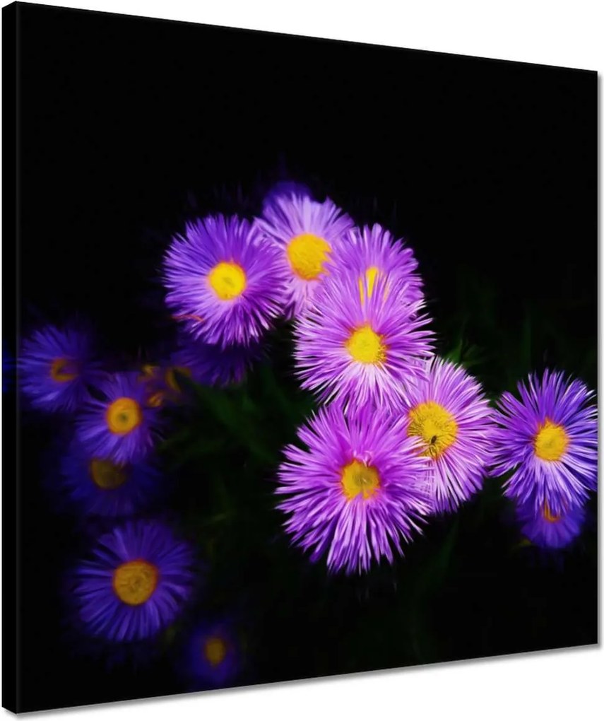 Vászonkép 40x40 Lila őszirózsa virágok