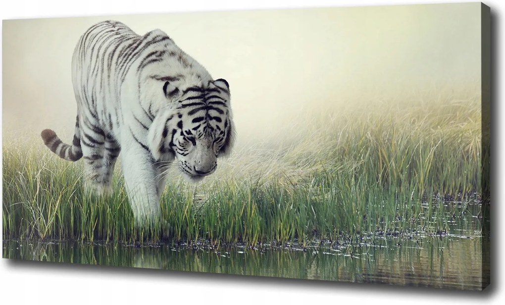 Nagyméretű vászonkép Fehér tigris 120x60 cm