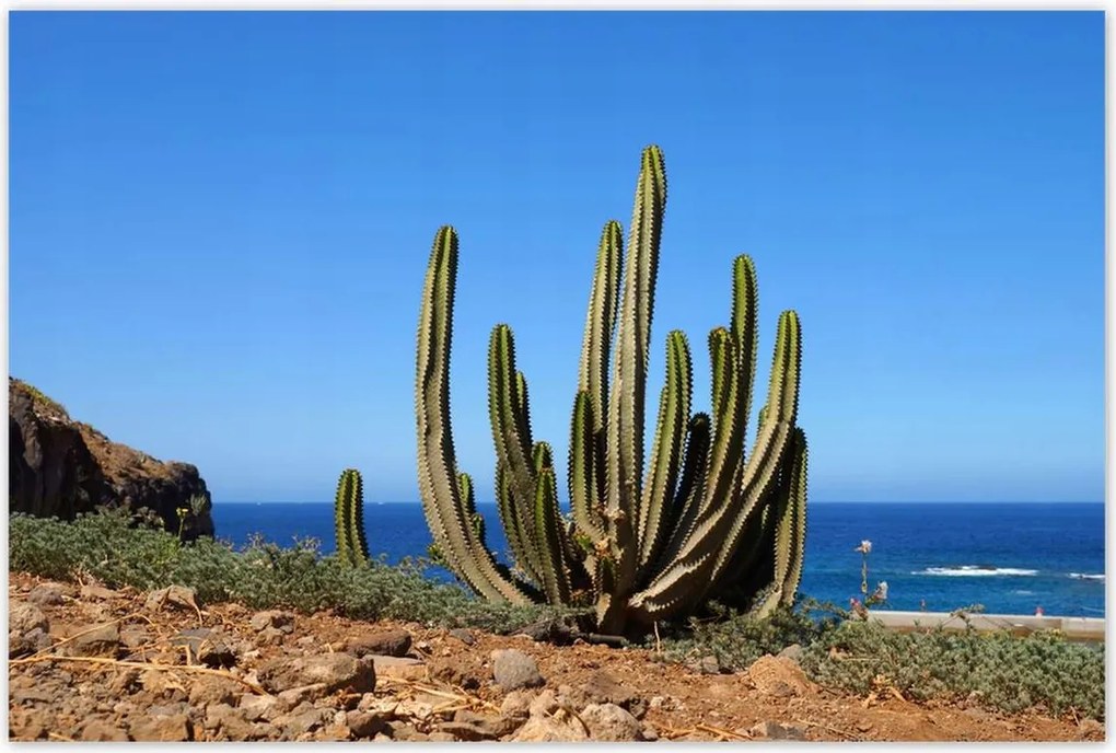 Poszterek 120x80 Kaktusz a természetben Kilátás