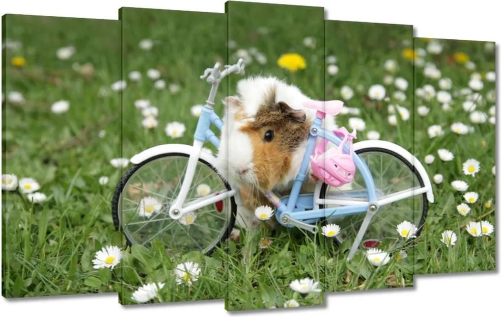 Vászonkép 100x60 Tengerimalac a réten