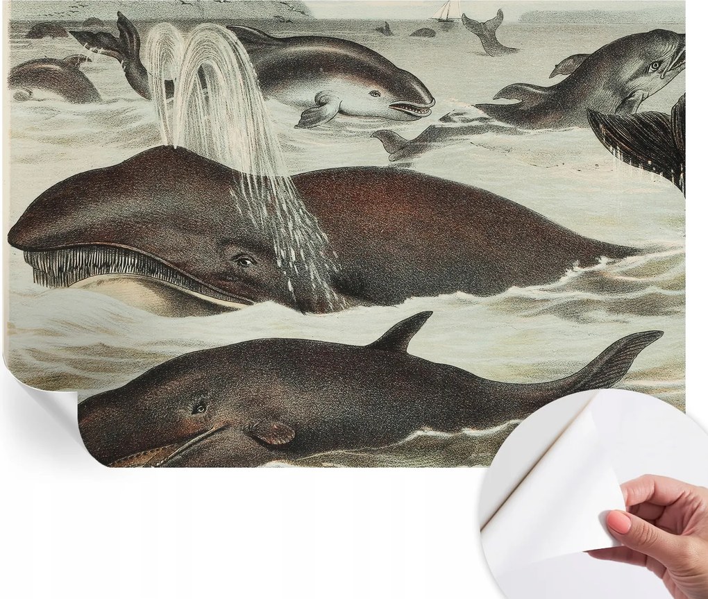 Modern öntapadós fotótapéta Mosható Tengeri lények 152x104 cm