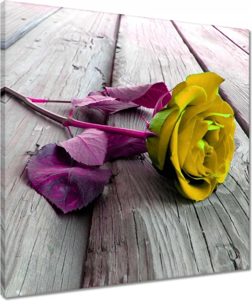 Vászonkép 50x50 Freeky rose