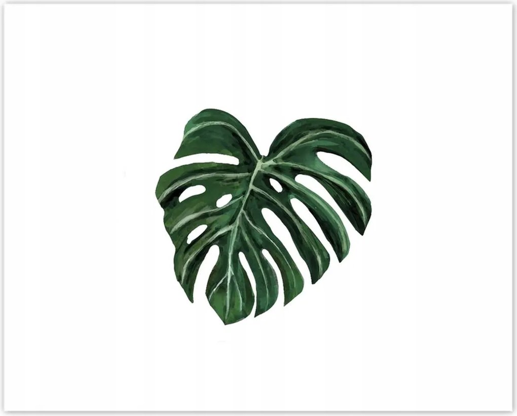 Poszterek 50x40 Monstera deliciosa Levél