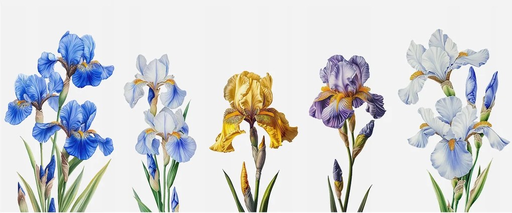 Flizelin tapéta Divatos 3D fali ragasztó Írisz virágok 250x104 ragasztó