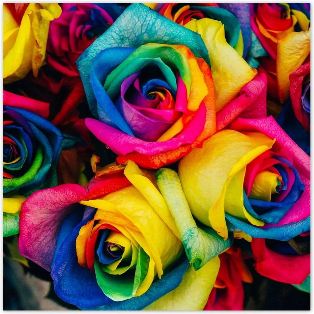 Poszterek 140x140 Színes rózsák Virágok