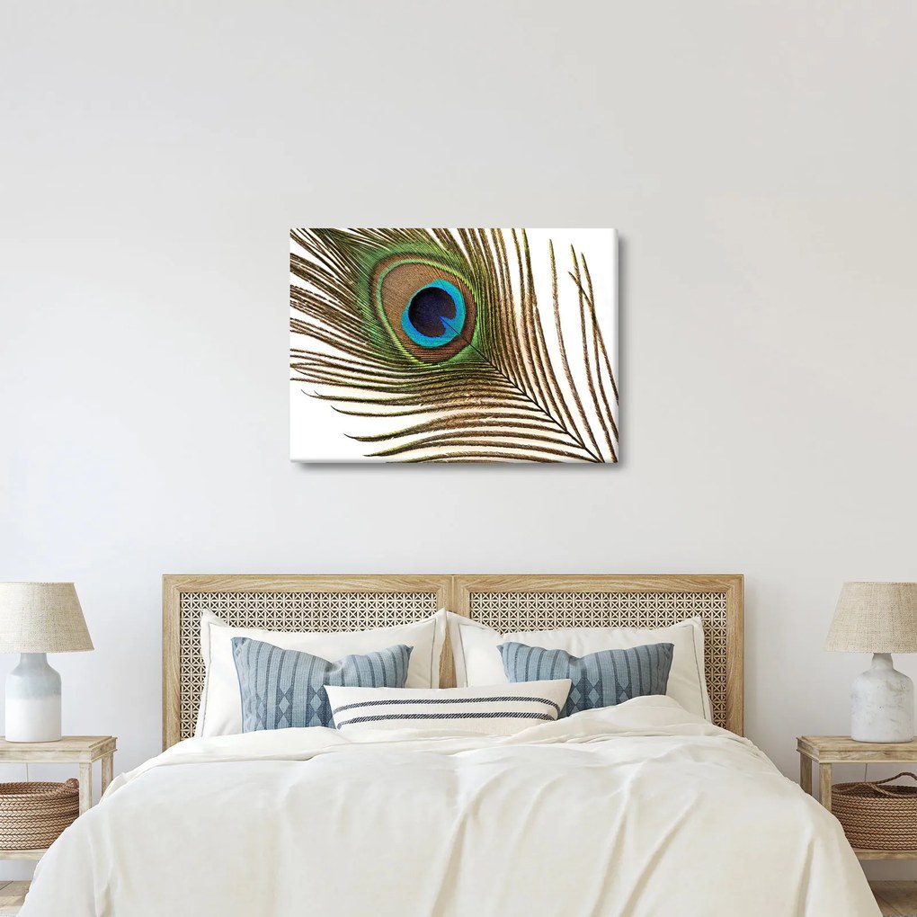 Pávatoll képe (70x50 cm)