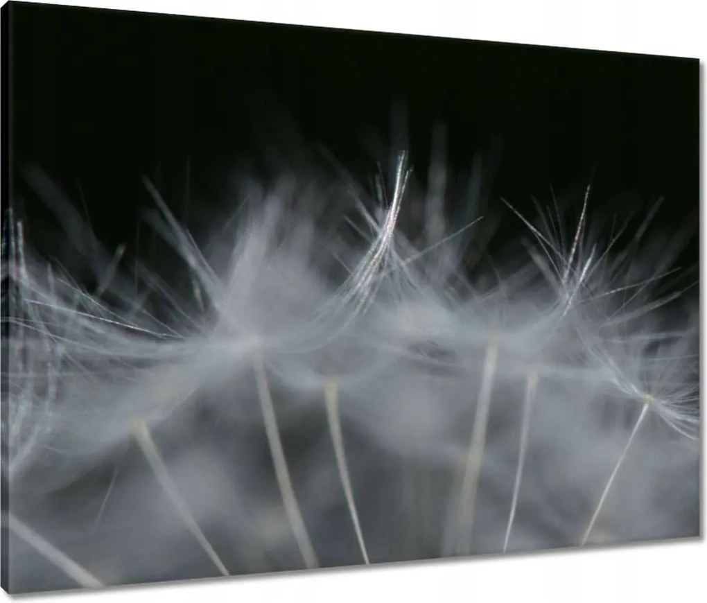 Vászonkép 80x60 Pitypang Virág Virágok